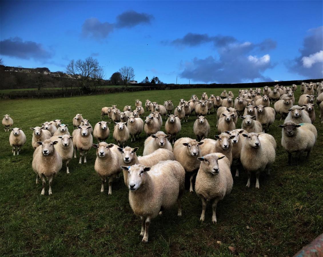 Villa Nantgwynfaen Organic Farm Wales Llandysul Exterior foto